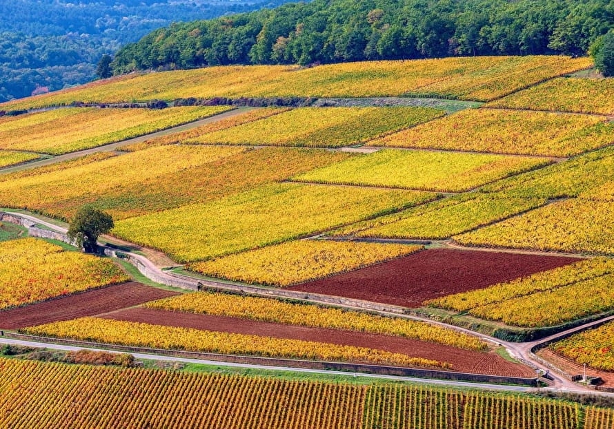Découvrir les vins de Bourgogne depuis Le Toit des Lyly à Dijon